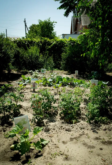 Огород, посаженный руками воспитанников МБДОУ